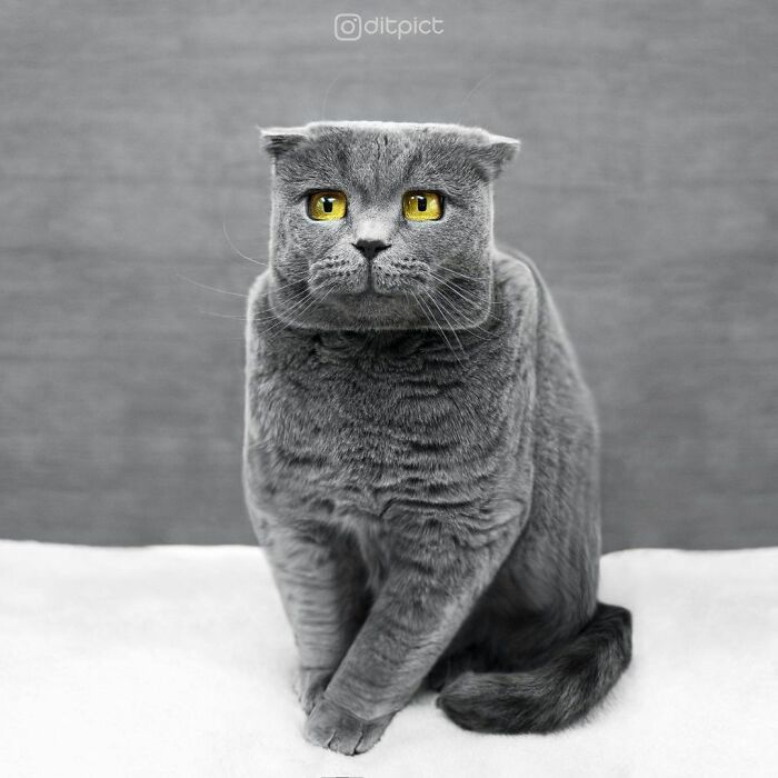 Artista muda animais para terem a forma de cubos (38 fotos) 1