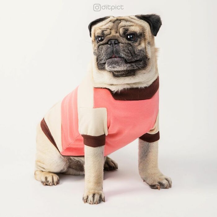 Artista muda animais para terem a forma de cubos (38 fotos) 3