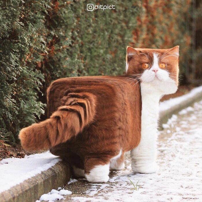 Artista muda animais para terem a forma de cubos (38 fotos) 4