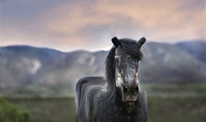 Artista muda animais para terem a forma de cubos (38 fotos) 8