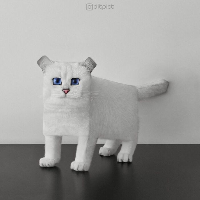 Artista muda animais para terem a forma de cubos (38 fotos) 9