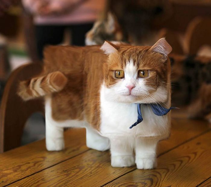 Artista muda animais para terem a forma de cubos (38 fotos) 10