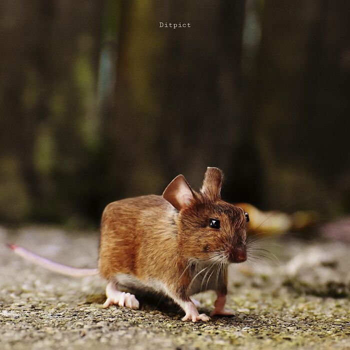 Artista muda animais para terem a forma de cubos (38 fotos) 14