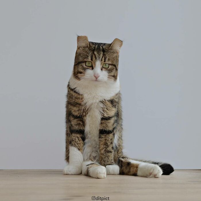 Artista muda animais para terem a forma de cubos (38 fotos) 17