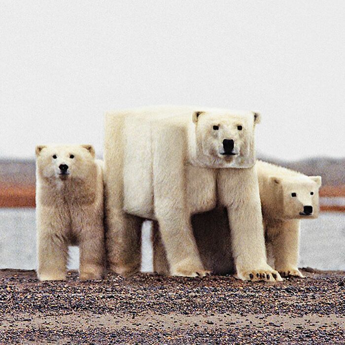 Artista muda animais para terem a forma de cubos (38 fotos) 18