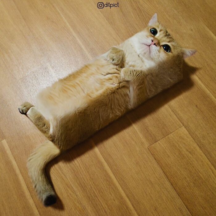 Artista muda animais para terem a forma de cubos (38 fotos) 19