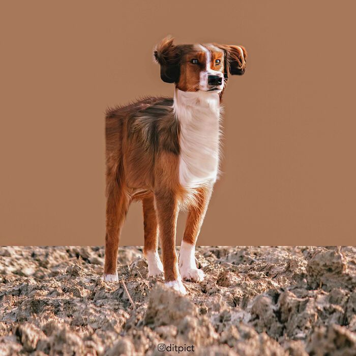 Artista muda animais para terem a forma de cubos (38 fotos) 20