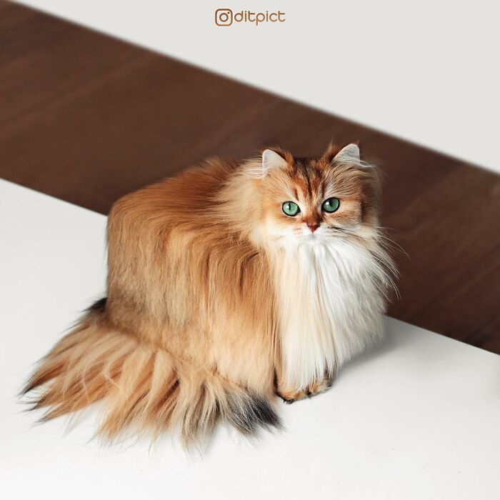 Artista muda animais para terem a forma de cubos (38 fotos) 22