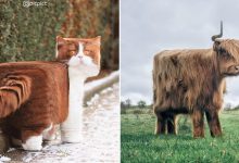 Artista muda animais para terem a forma de cubos (38 fotos) 10