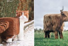 Artista muda animais para terem a forma de cubos (38 fotos) 24
