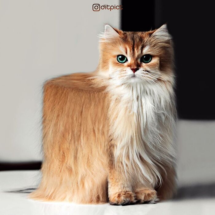 Artista muda animais para terem a forma de cubos (38 fotos) 23