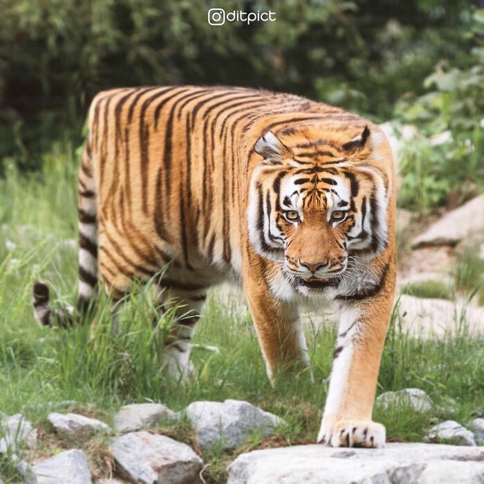 Artista muda animais para terem a forma de cubos (38 fotos) 24