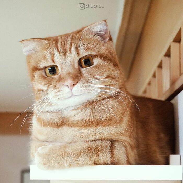 Artista muda animais para terem a forma de cubos (38 fotos) 27