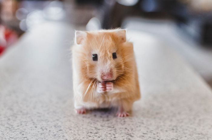 Artista muda animais para terem a forma de cubos (38 fotos) 29