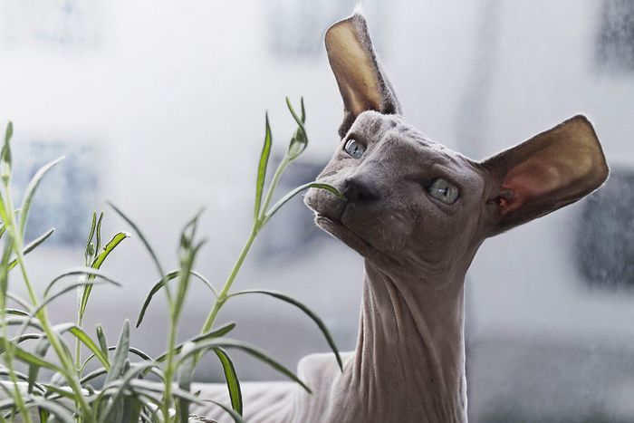 Artista muda animais para terem a forma de cubos (38 fotos) 30