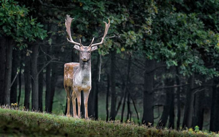 Artista muda animais para terem a forma de cubos (38 fotos) 32