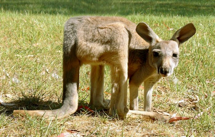 Artista muda animais para terem a forma de cubos (38 fotos) 33
