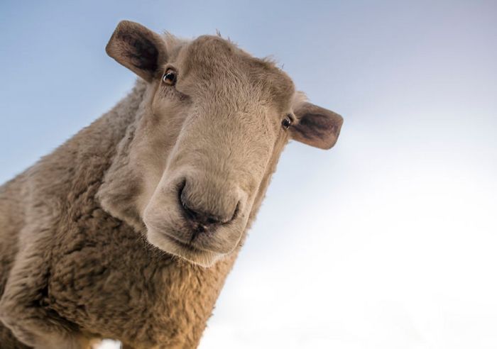 Artista muda animais para terem a forma de cubos (38 fotos) 34