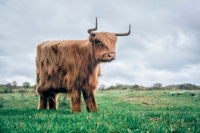 Artista muda animais para terem a forma de cubos (38 fotos) 35