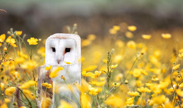 Artista muda animais para terem a forma de cubos (38 fotos) 36