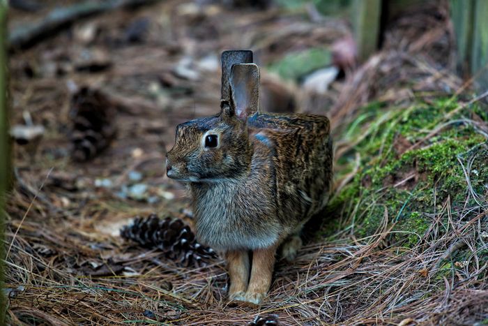Artista muda animais para terem a forma de cubos (38 fotos) 37