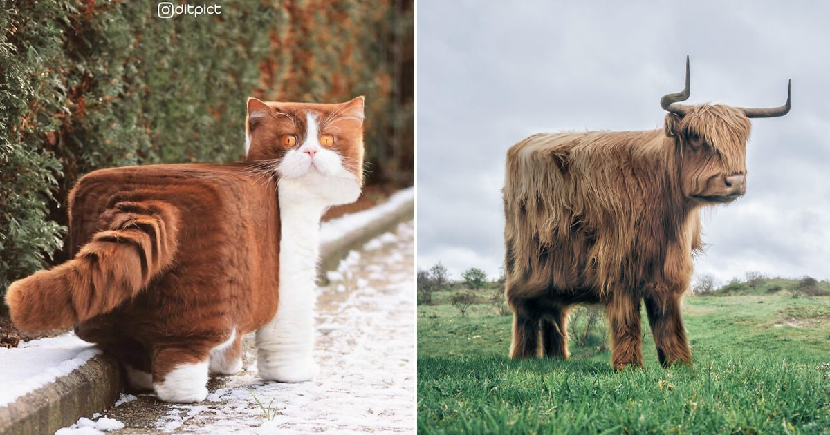 Artista muda animais para terem a forma de cubos (38 fotos)