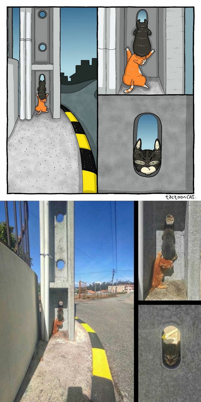 Artista transforma fotos engraçadas de gatos em ilustrações (35 fotos) 1