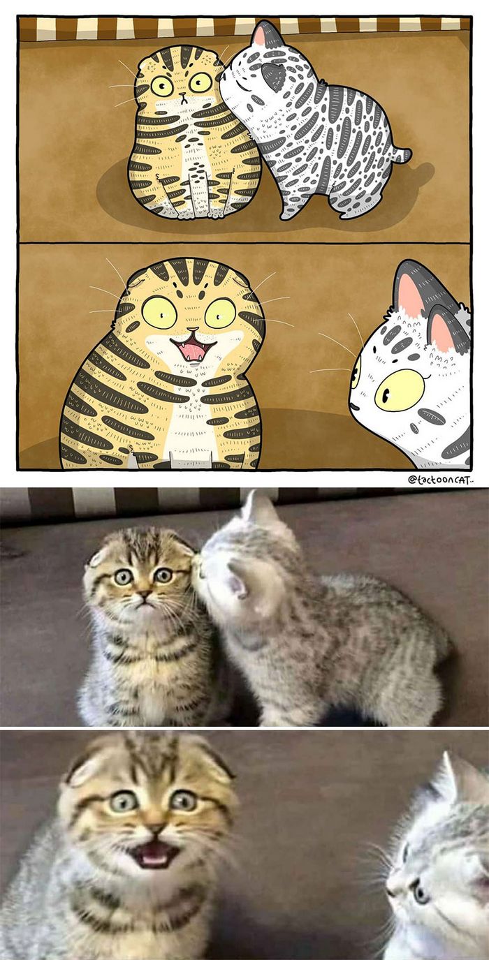 Artista transforma fotos engraçadas de gatos em ilustrações (35 fotos) 4