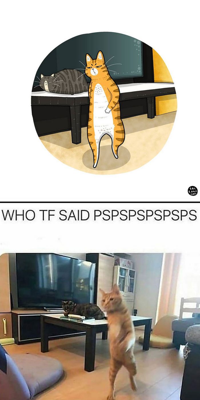 Artista transforma fotos engraçadas de gatos em ilustrações (35 fotos) 27