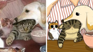 Artista transforma fotos engraçadas de gatos em ilustrações (35 fotos) 27