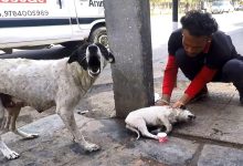 Cadela latia por socorro para seu filhote ferido e o que aconteceu foi emocionante 11