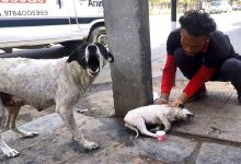 Cadela latia por socorro para seu filhote ferido e o que aconteceu foi emocionante 9