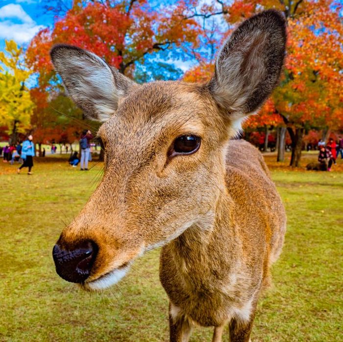14 fatos de que o Japão é um país que se preocupa com o bem-estar das pessoas 15