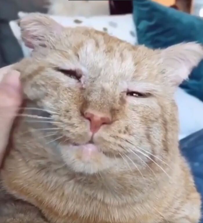 38 fotos do mês de Junho de bichinhos de resgate mais saudáveis 11