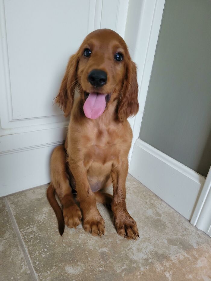 38 fotos do mês de Junho de bichinhos de resgate mais saudáveis 2