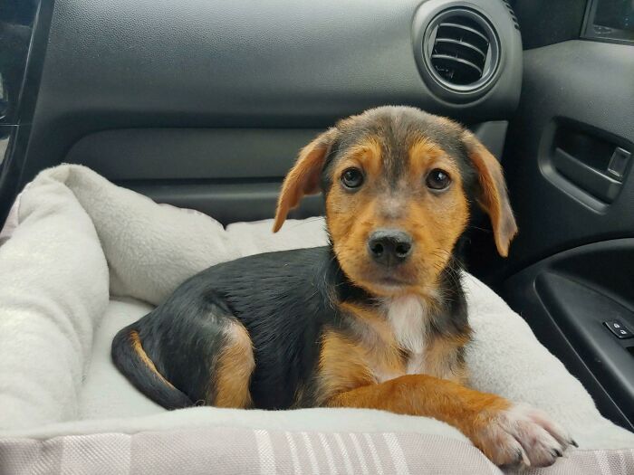 38 fotos do mês de Junho de bichinhos de resgate mais saudáveis 8