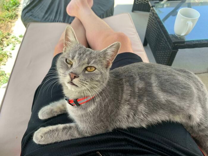 38 fotos do mês de Junho de bichinhos de resgate mais saudáveis 9