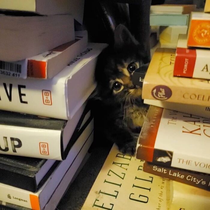 38 fotos do mês de Junho de bichinhos de resgate mais saudáveis 13