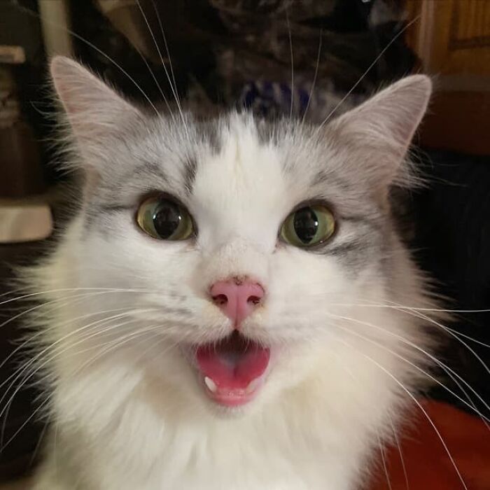 38 fotos do mês de Junho de bichinhos de resgate mais saudáveis 14