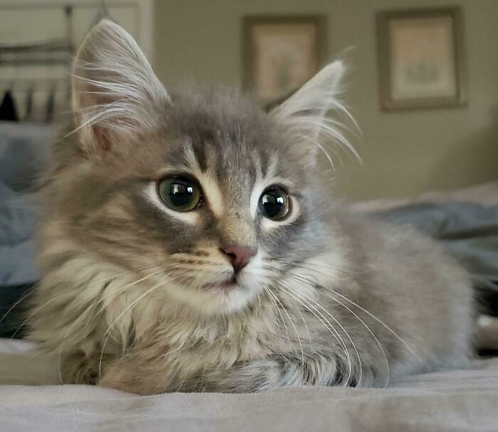 38 fotos do mês de Junho de bichinhos de resgate mais saudáveis 15