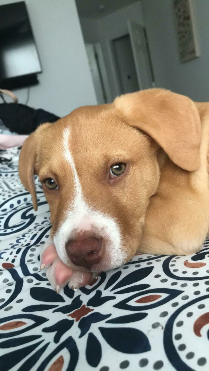 38 fotos do mês de Junho de bichinhos de resgate mais saudáveis 16