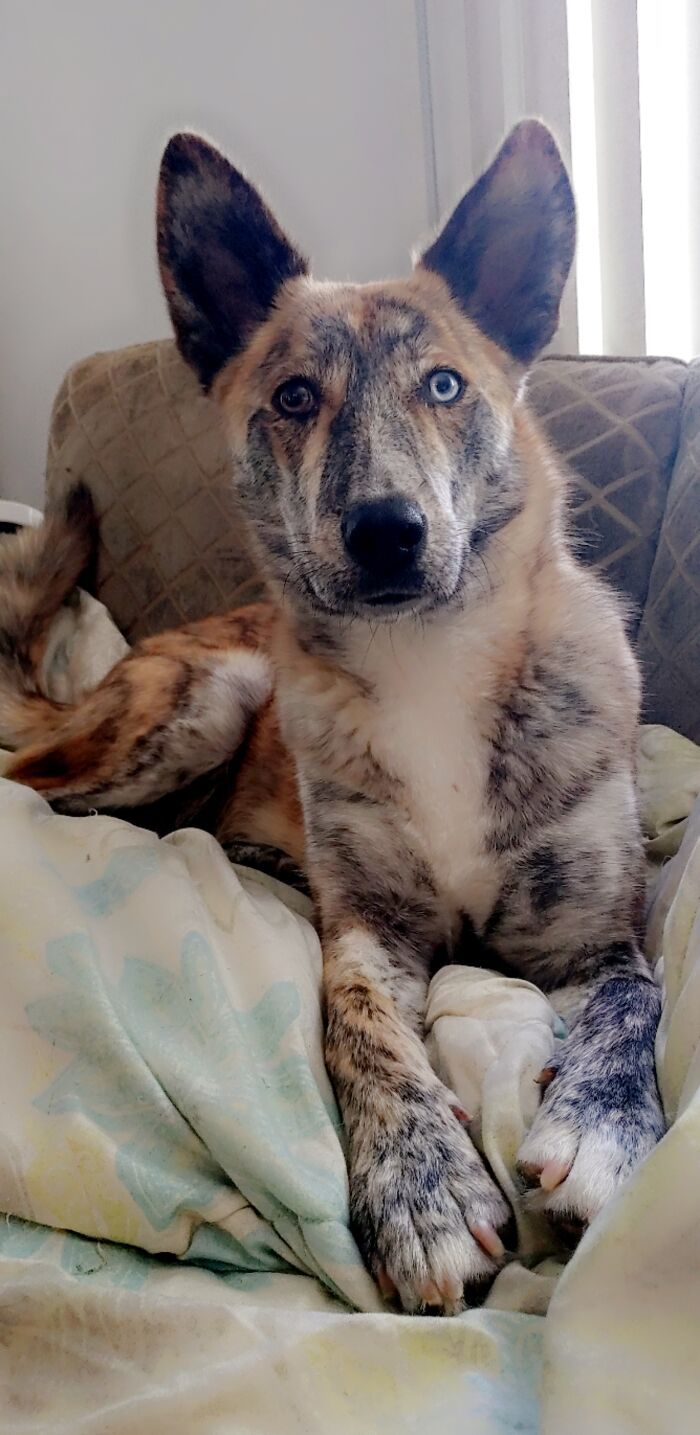 38 fotos do mês de Junho de bichinhos de resgate mais saudáveis 17