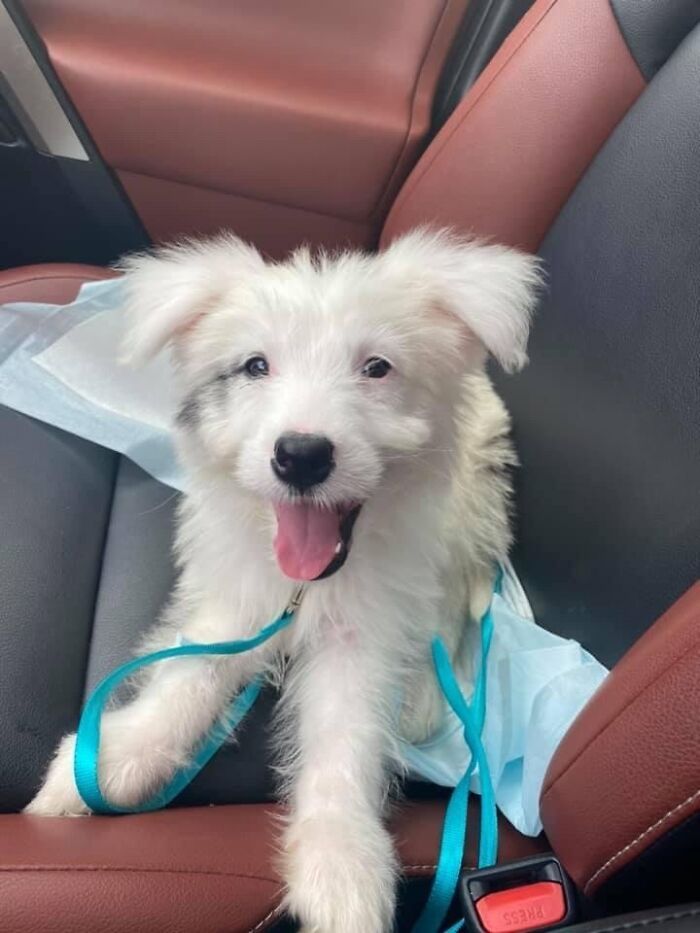 38 fotos do mês de Junho de bichinhos de resgate mais saudáveis 18