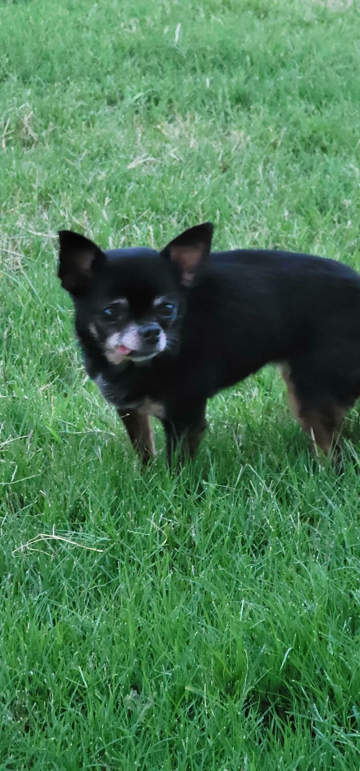 38 fotos do mês de Junho de bichinhos de resgate mais saudáveis 19