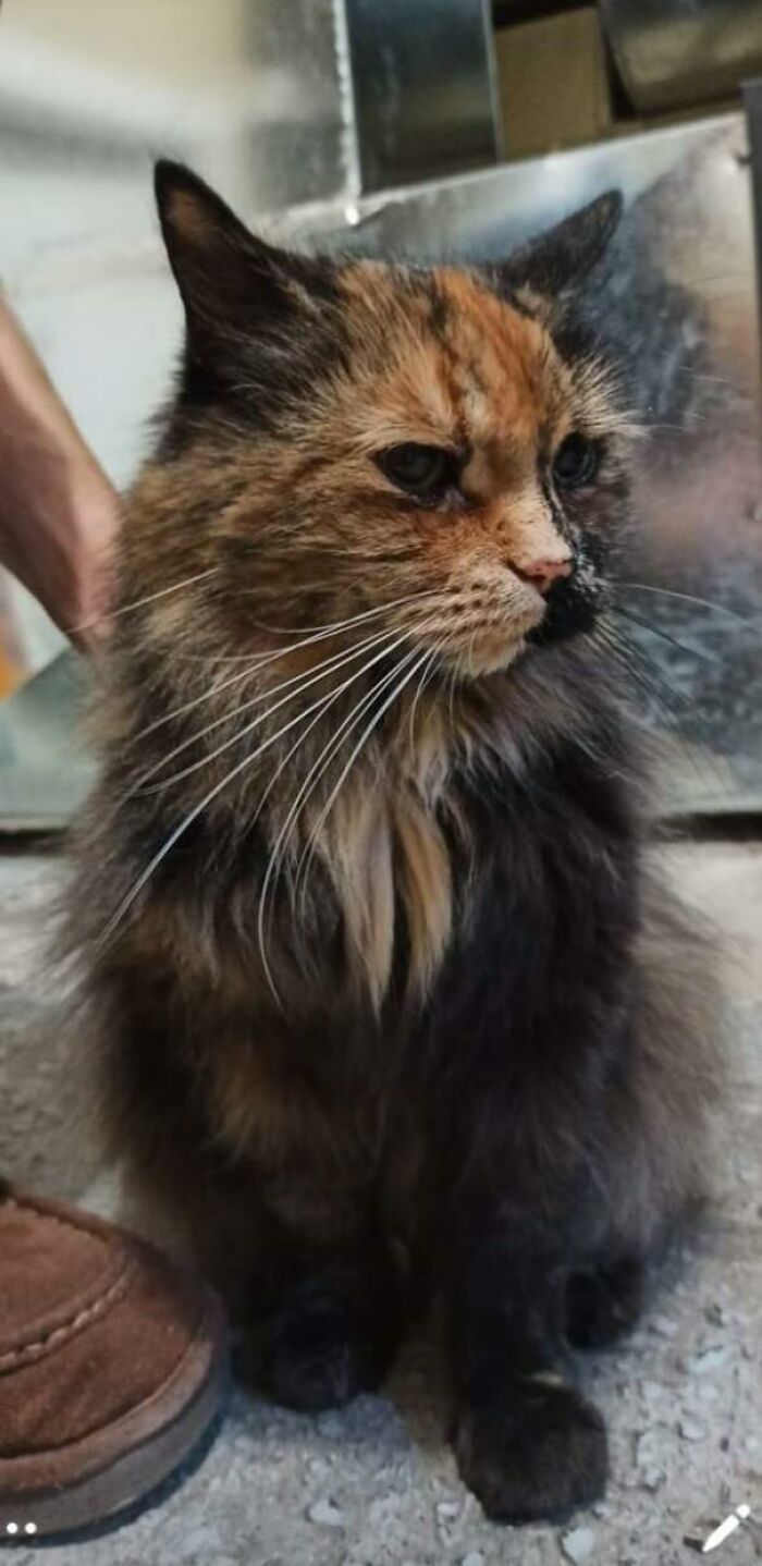 38 fotos do mês de Junho de bichinhos de resgate mais saudáveis 23