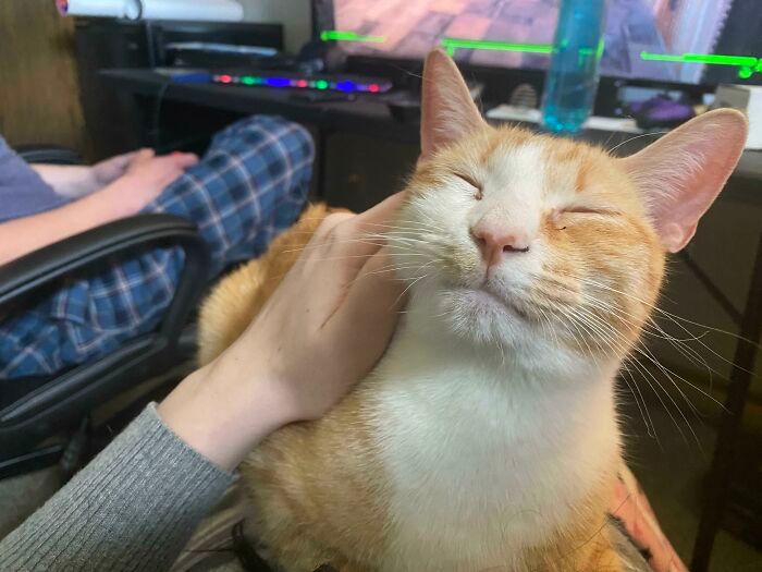 38 fotos do mês de Junho de bichinhos de resgate mais saudáveis 24