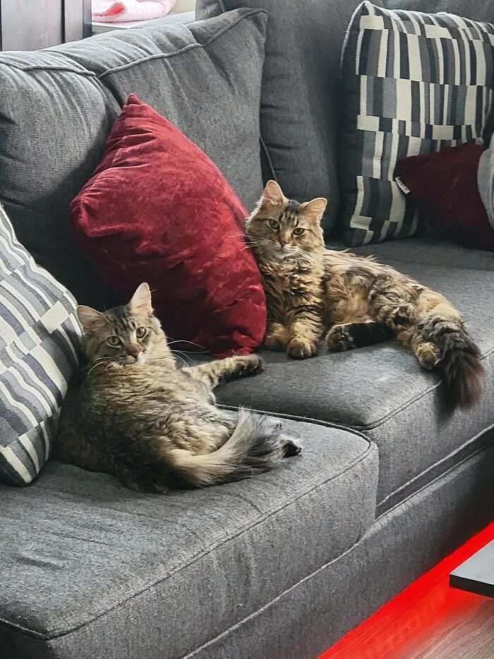 38 fotos do mês de Junho de bichinhos de resgate mais saudáveis 27