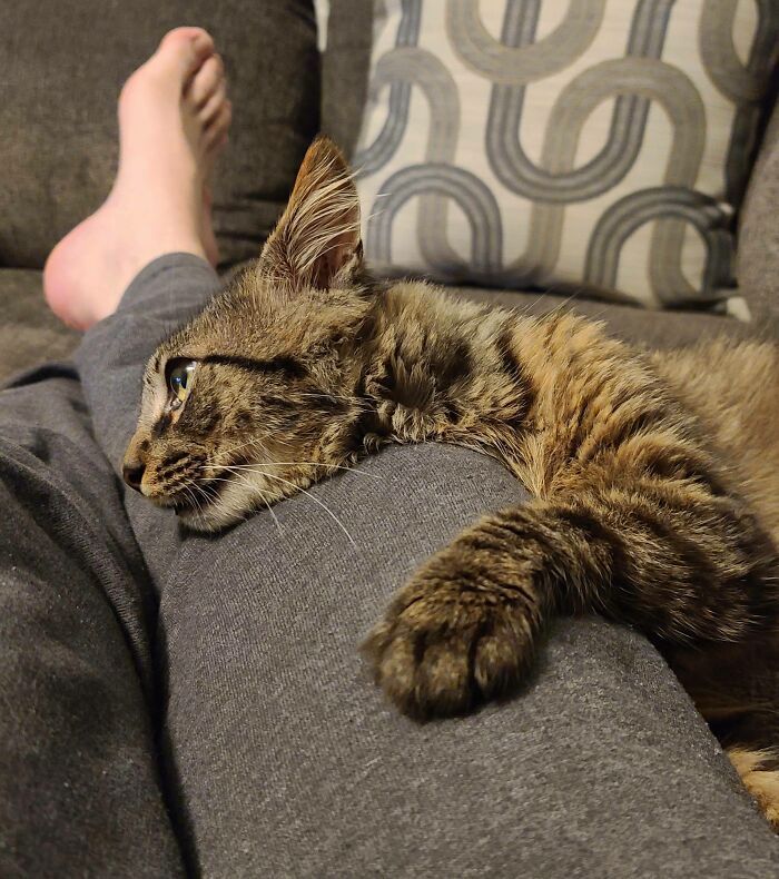 38 fotos do mês de Junho de bichinhos de resgate mais saudáveis 28