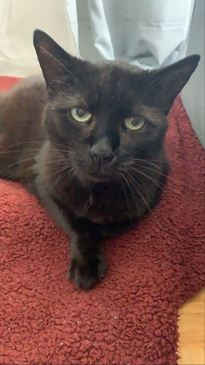 38 fotos do mês de Junho de bichinhos de resgate mais saudáveis 38