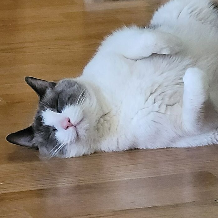 38 fotos do mês de Junho de bichinhos de resgate mais saudáveis 30